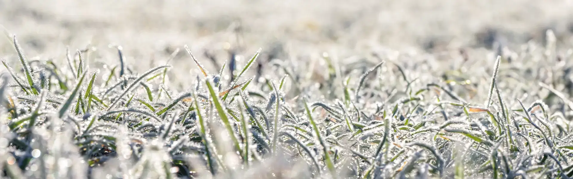 Winter Frosty Grass