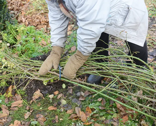 Winter Protection For Garden Roses Bush