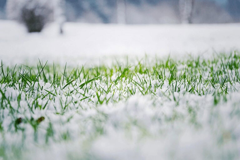 green grass on a lawn growing through snow
